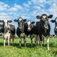 livestock dm required per day