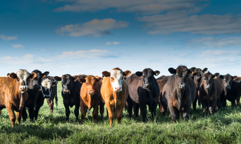 livestock feed management app